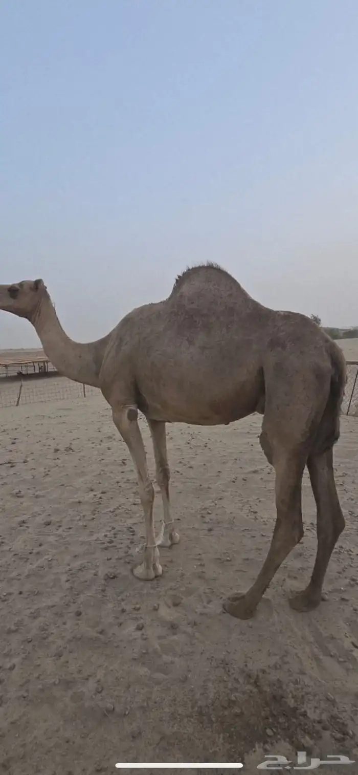 ناقة اركيه يتبعها قعود 1