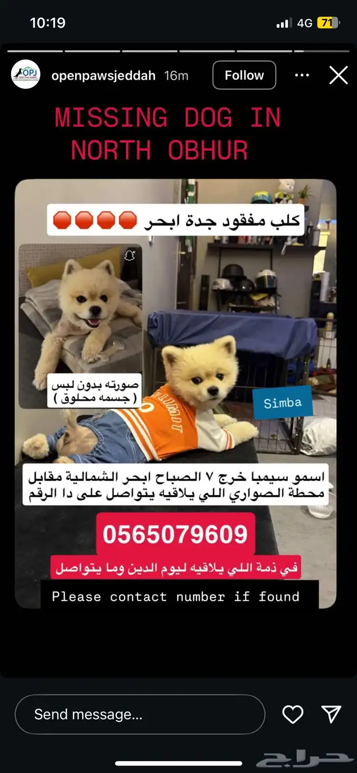 كلب مفقود بجدة ابحر الشمالية قدام محطة الصواري 0