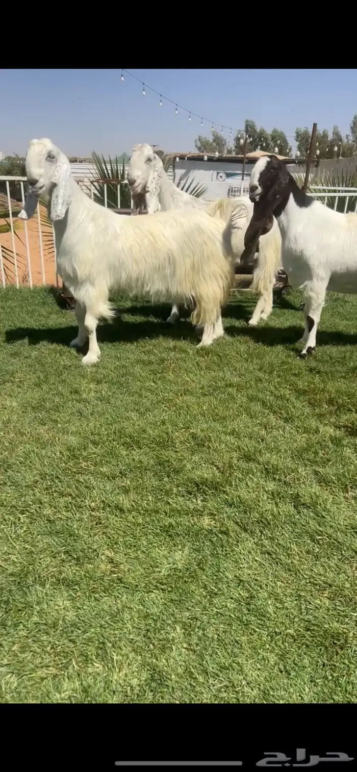 للبيع معزاء مطورات جروم كفففو تم البيع 0