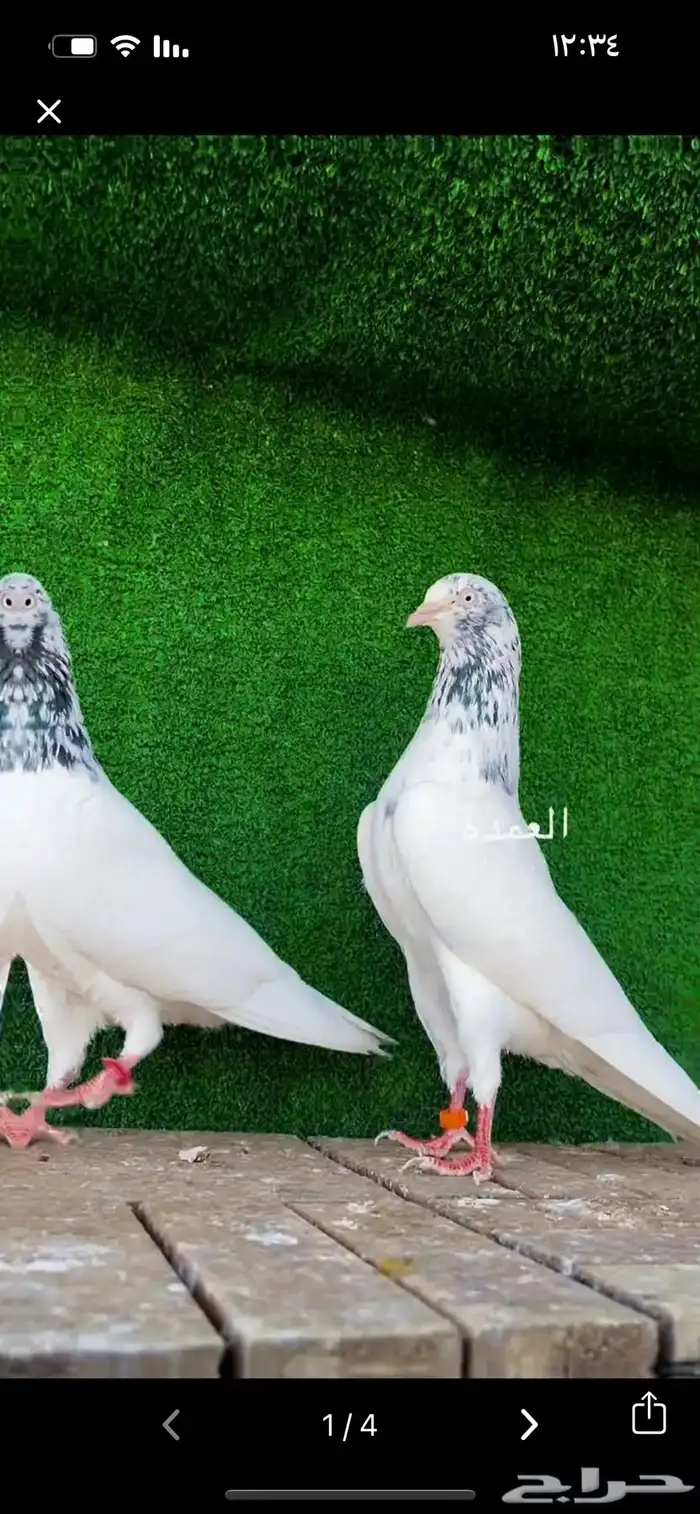 حمام باكستاني سخي 2
