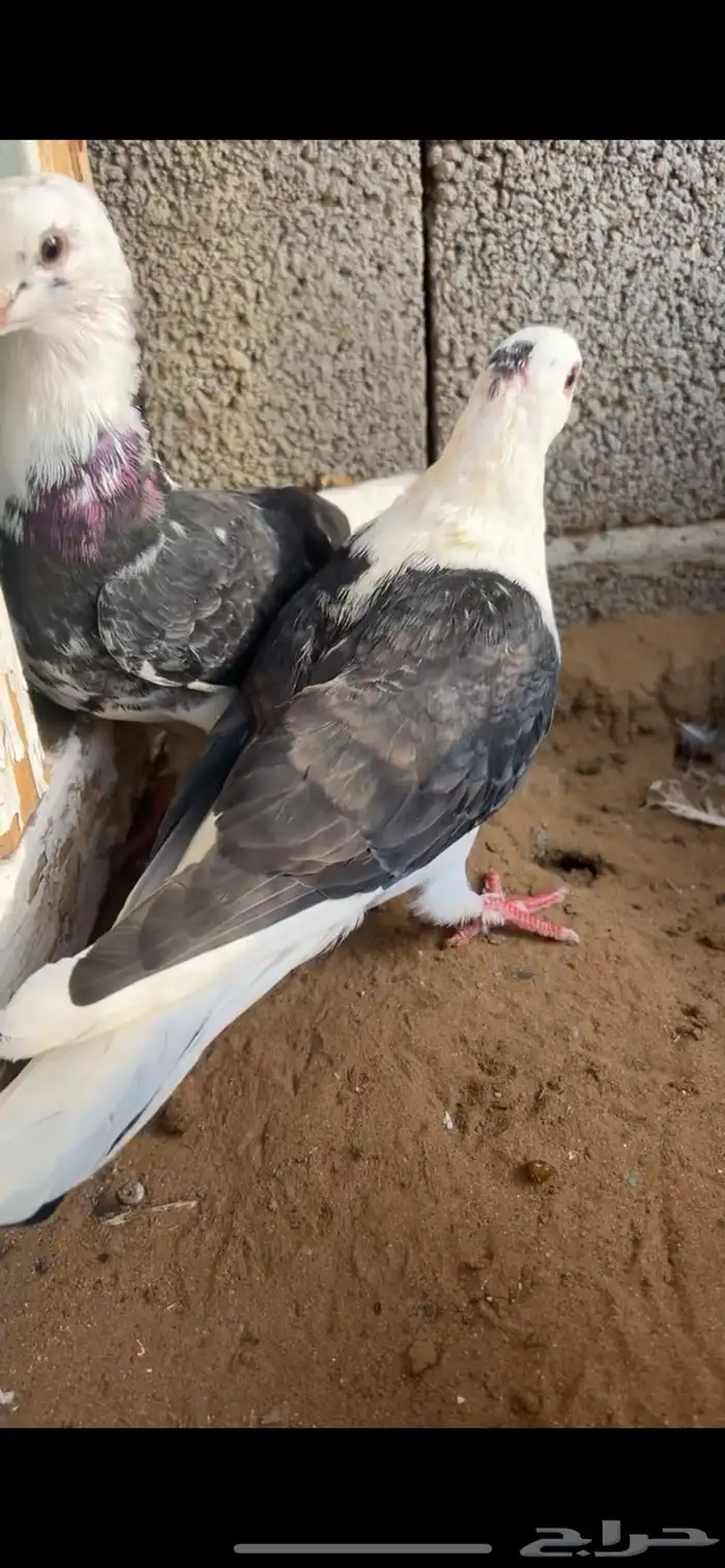 حمام 16