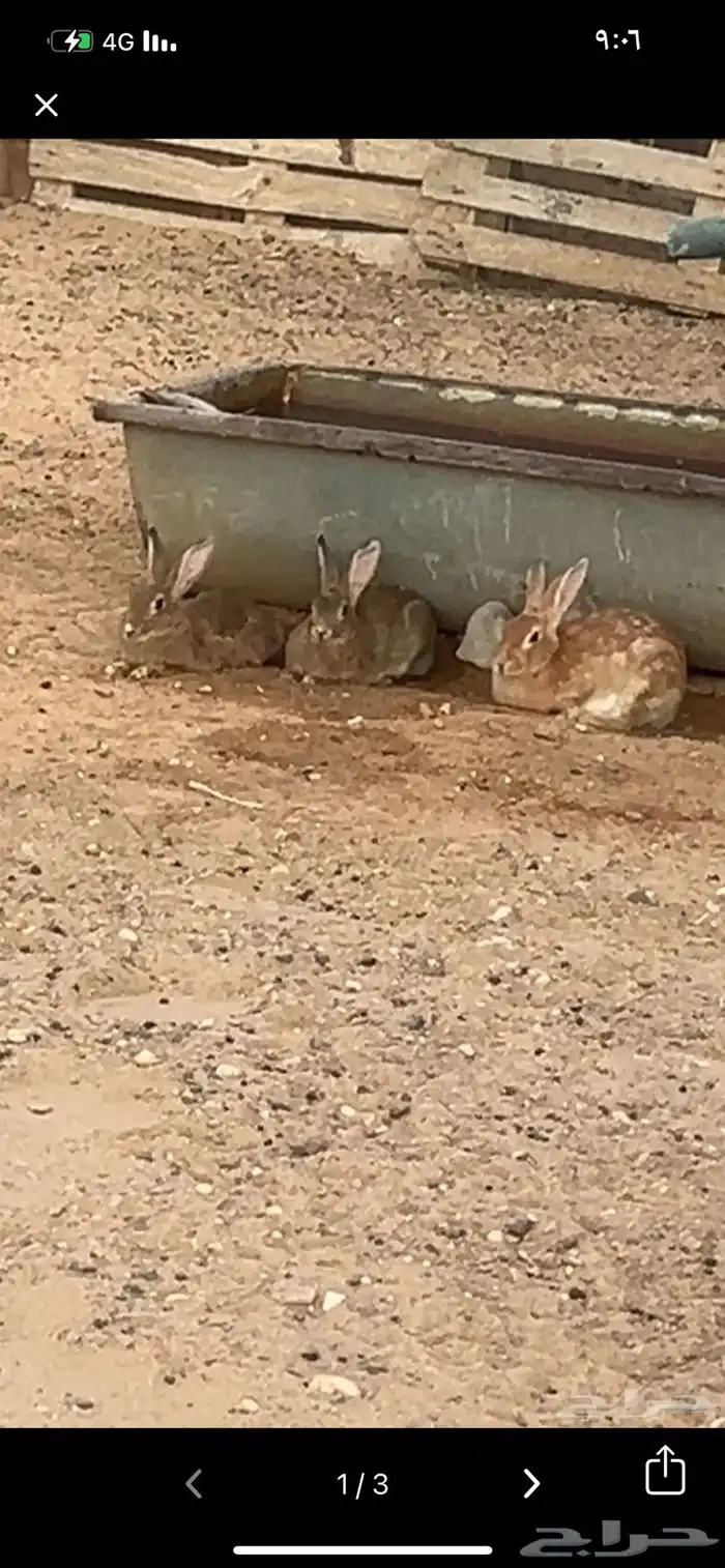 ارانب منتجه اصحه منتازه واسعار مناسبه. 1
