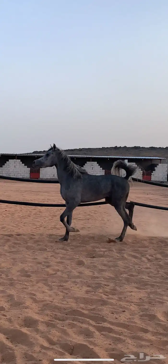 حصان شعبي فاخر ماشاءالله 6