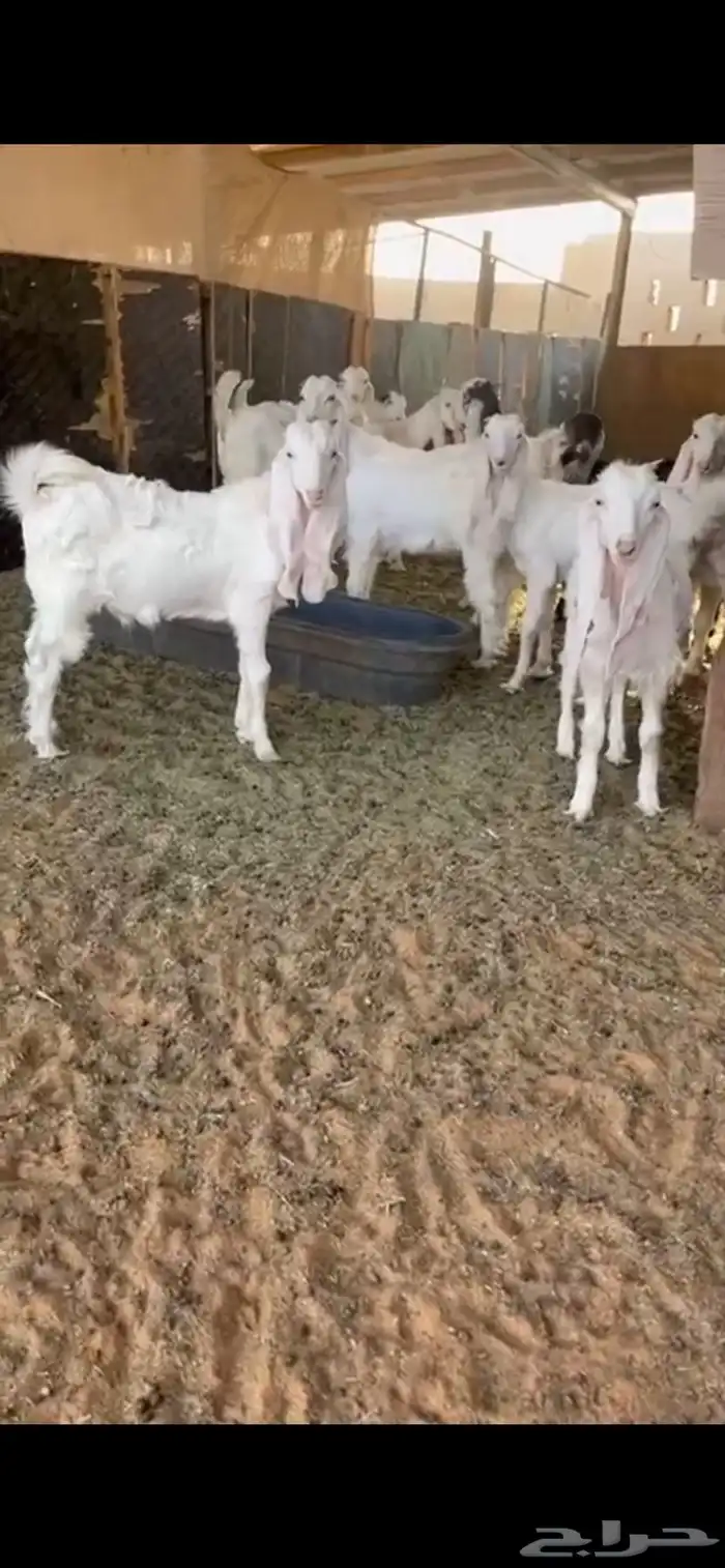 جفار و تيوس مقنوي 4