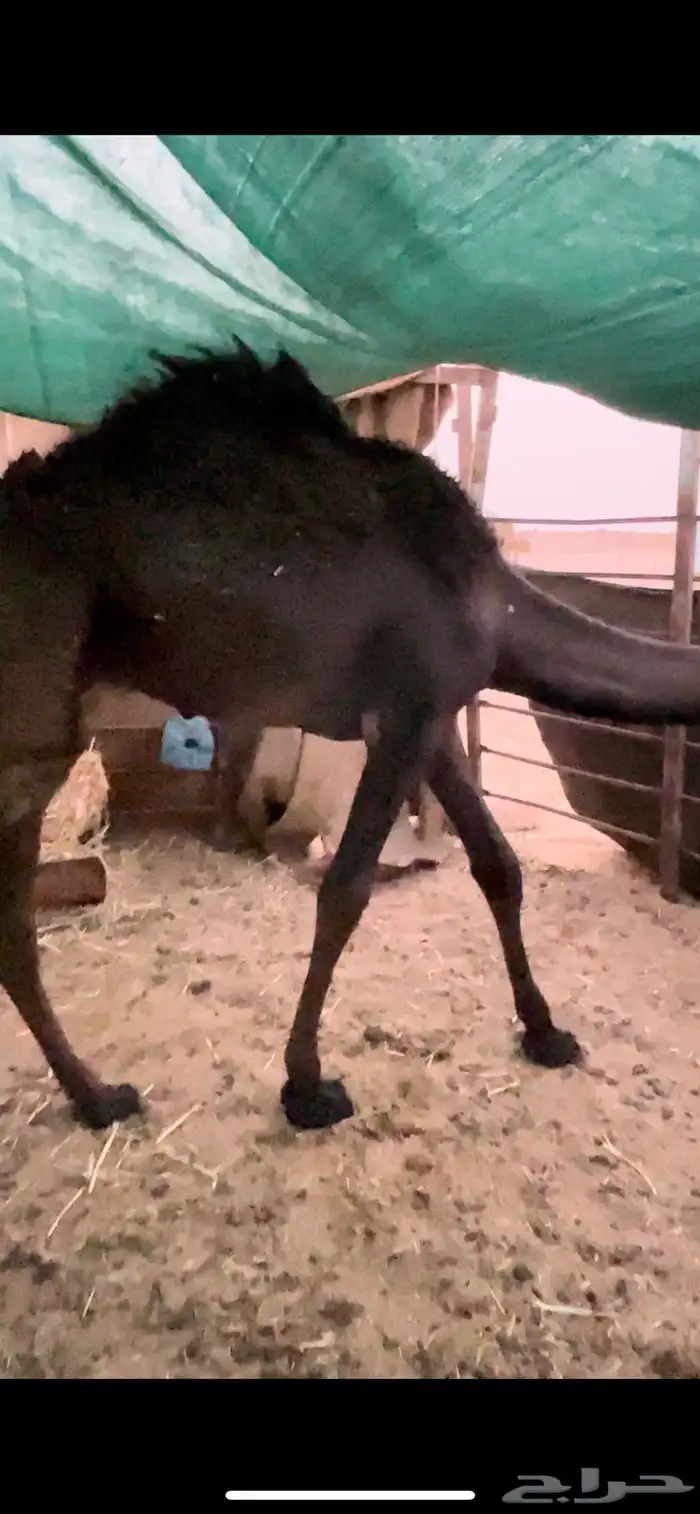 قعود مجهم 0