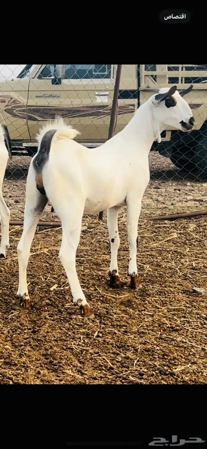 جفار بيشيات 2