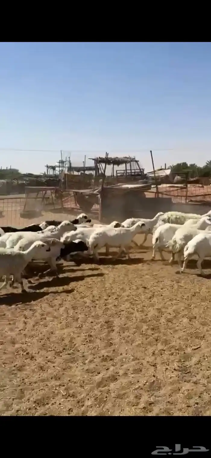 رفيد مراح واحد دفيع 1
