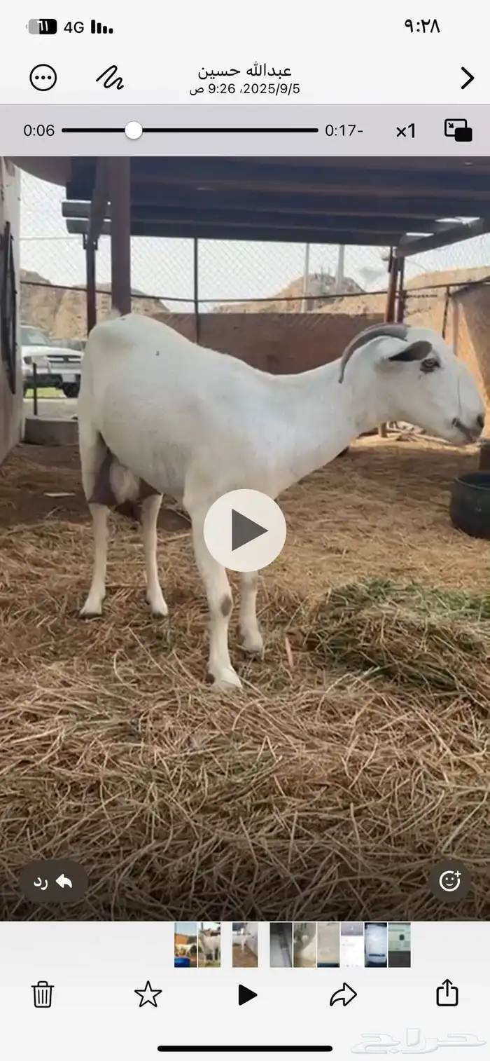 معزا بيشبه سنه سديس 1