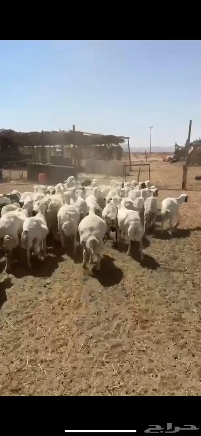 رفيد مراح واحد دفيع 0