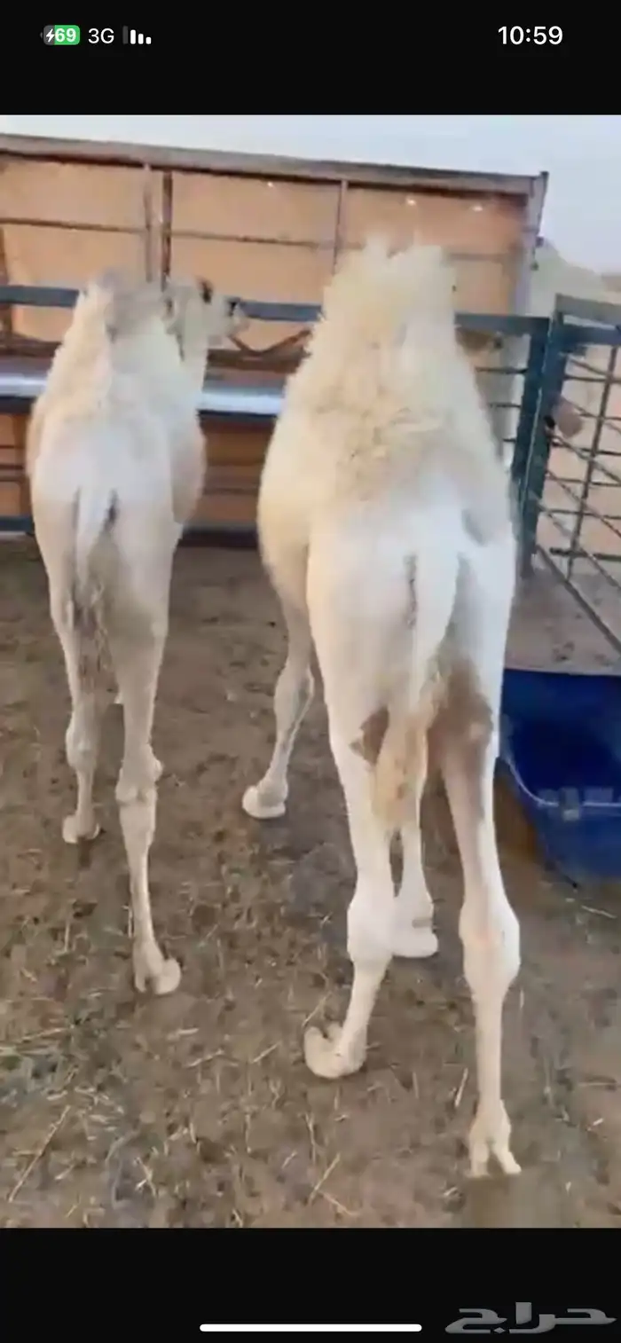 قعود وبكره تحت اماتها لبانيه وعلفها برسيم عمارها 5 شهور 3
