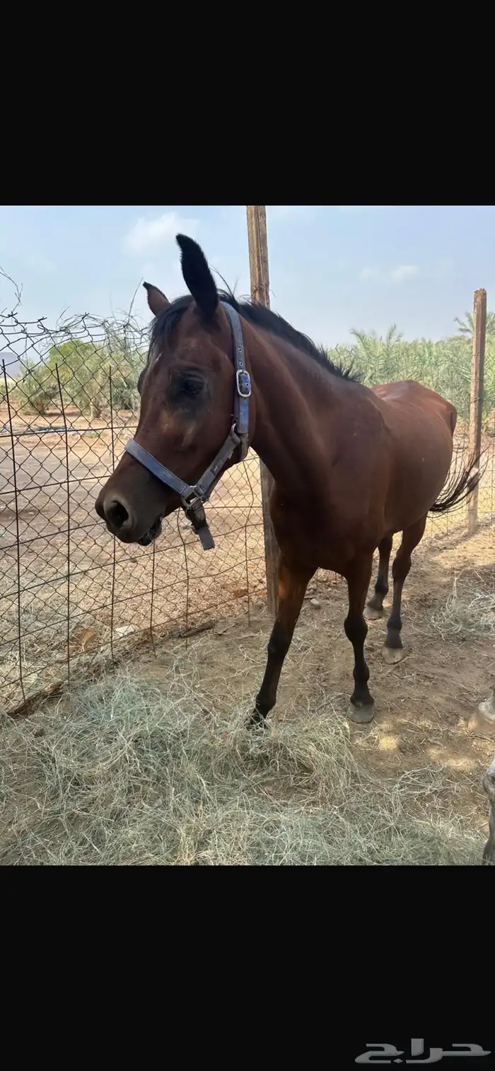 خيول عربية 0