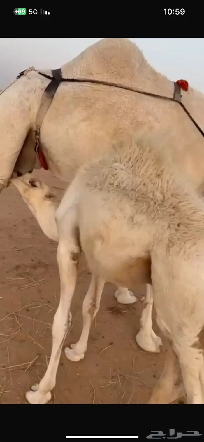 قعود وبكره تحت اماتها لبانيه وعلفها برسيم عمارها 5 شهور 1
