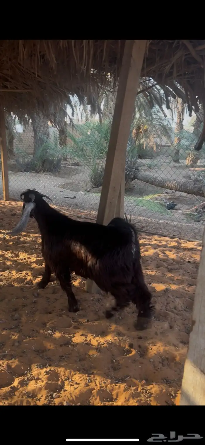 تيس عارضي 2