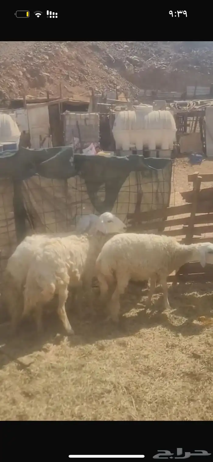 طليان ورخال فل شحم تابي وتمارا 1