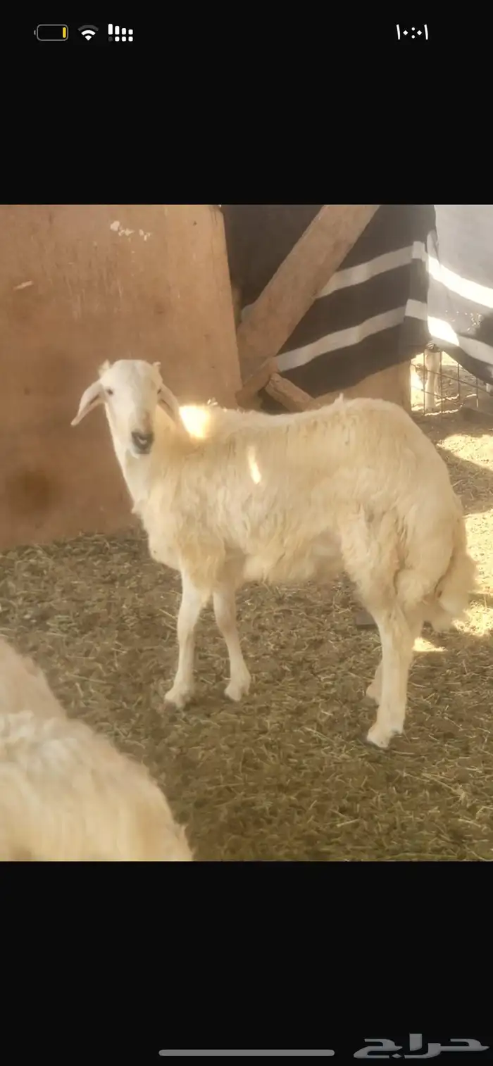 طليان ورخال فل شحم تابي وتمارا 0