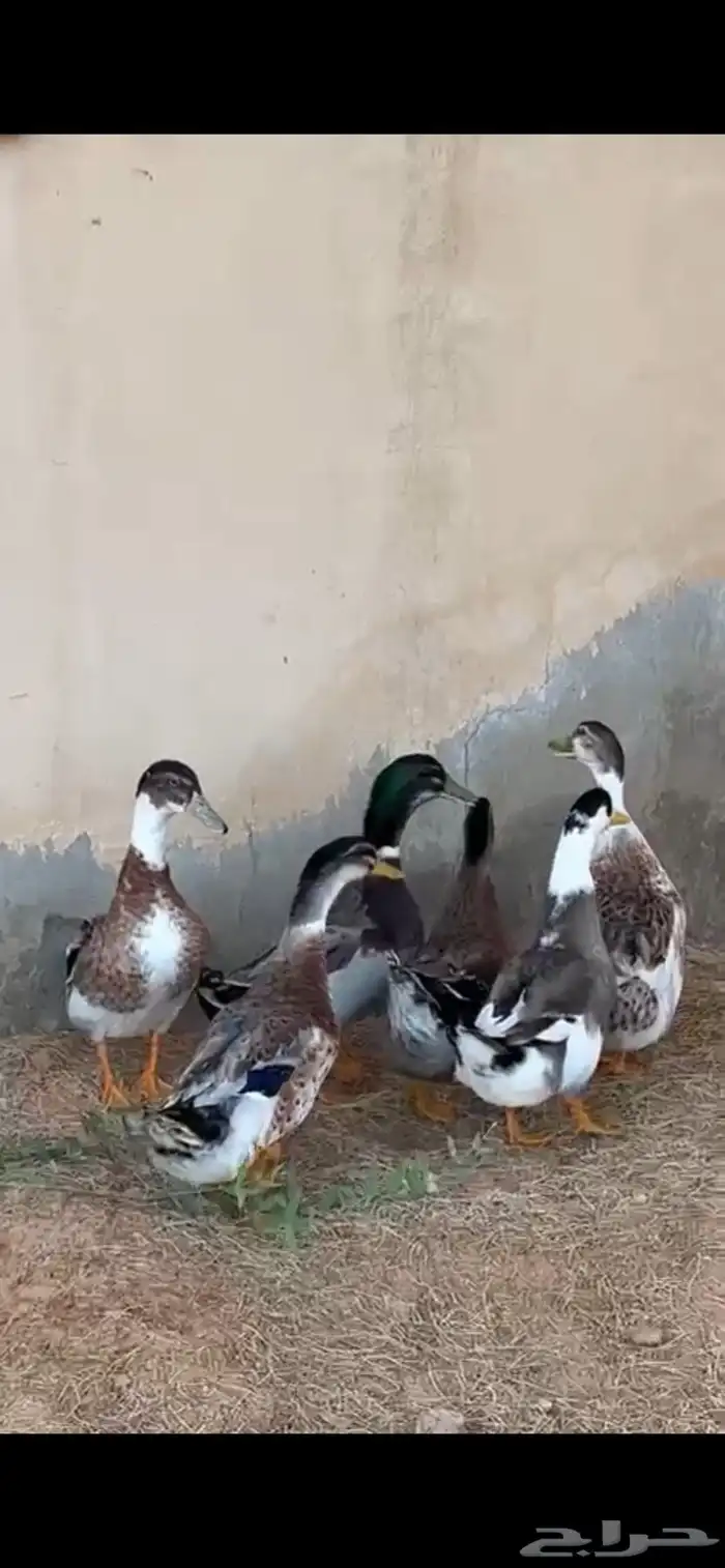 بط للبيع 3