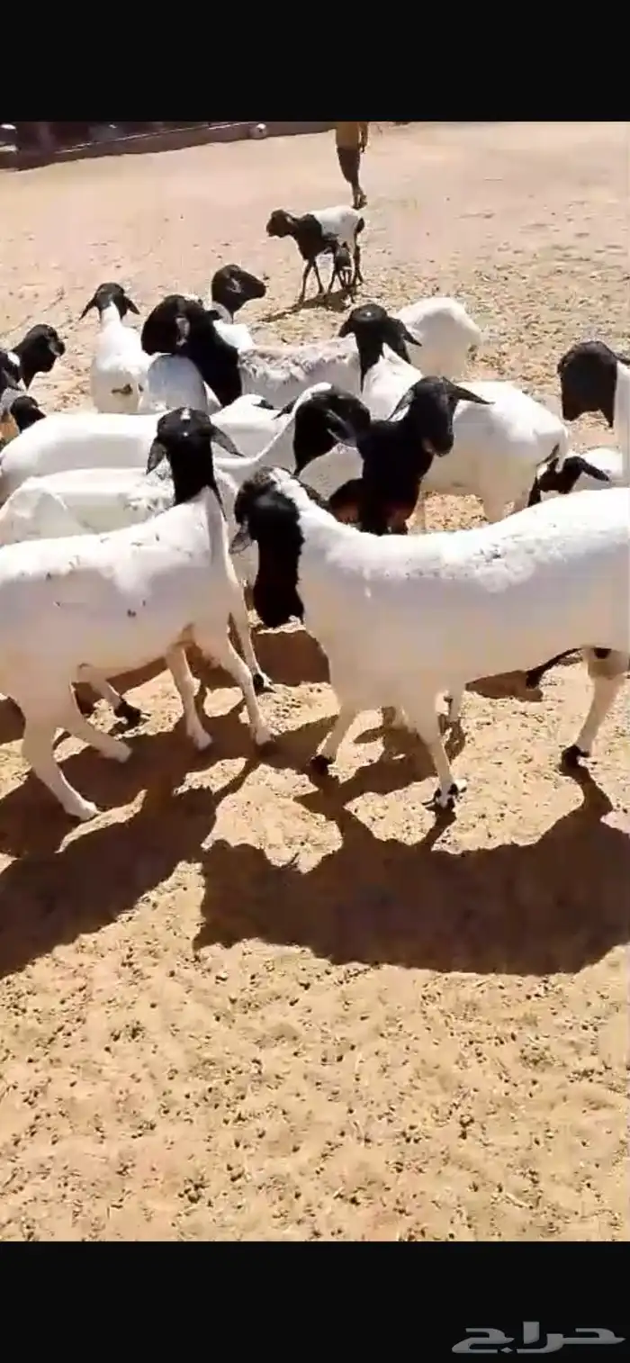 غنم برابر 0