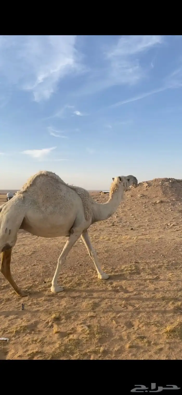 حايل كفو للبيع 2