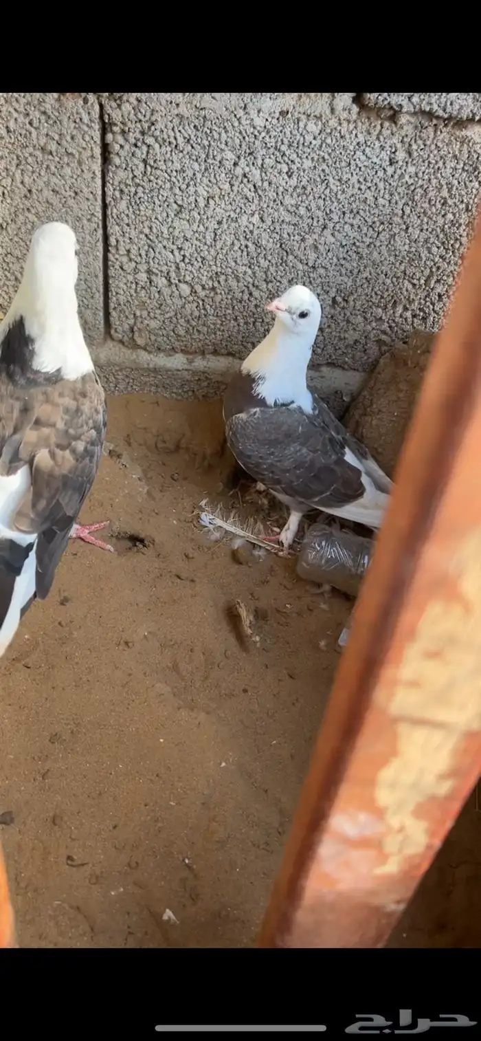 حمام 21