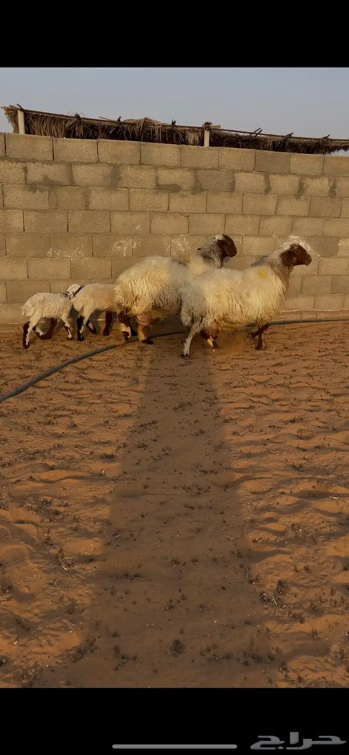 نعيم متابيع 0