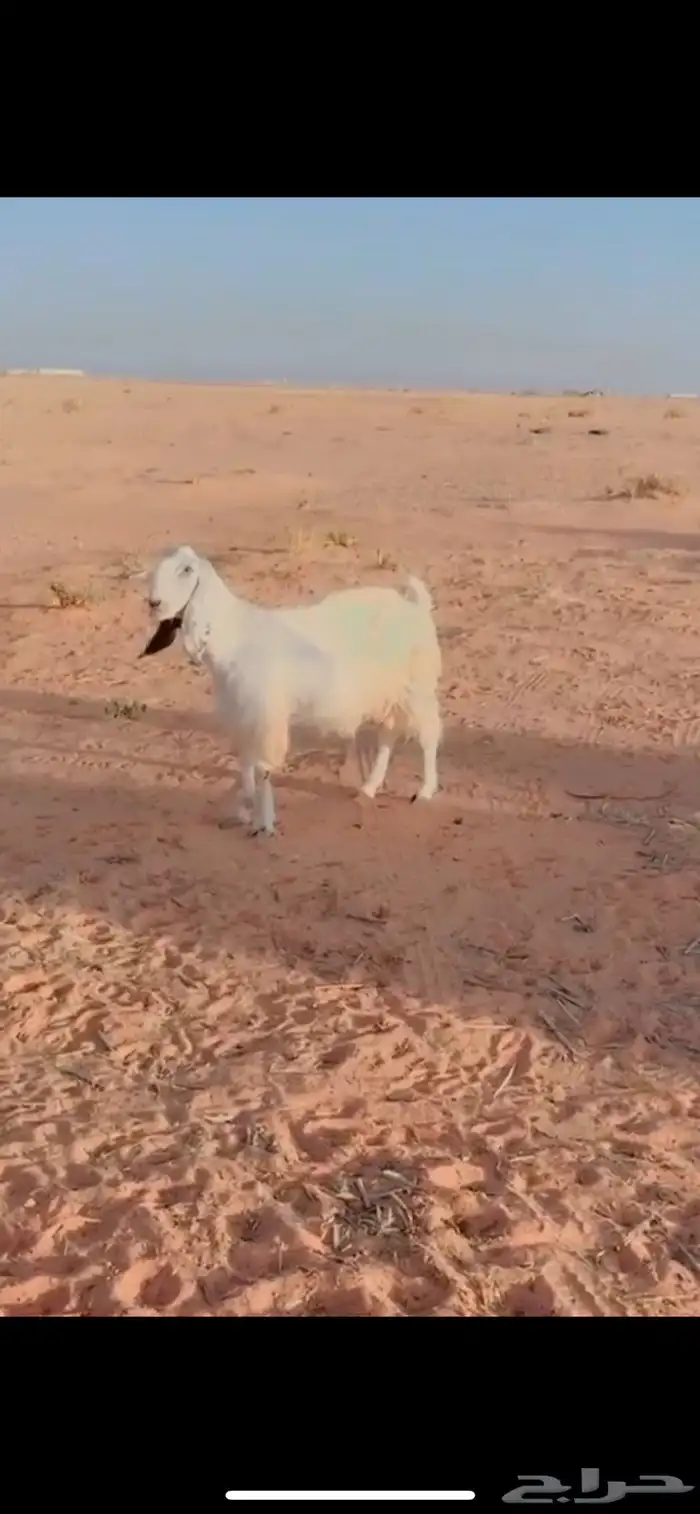 غنم 4