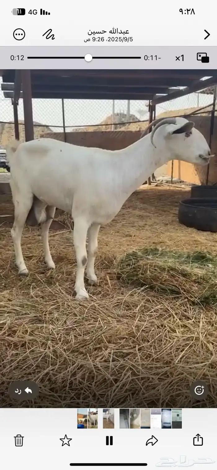 معزا بيشبه سنه سديس 3