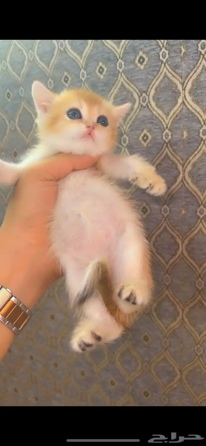 سكوتش قولد مستوى مميز 1