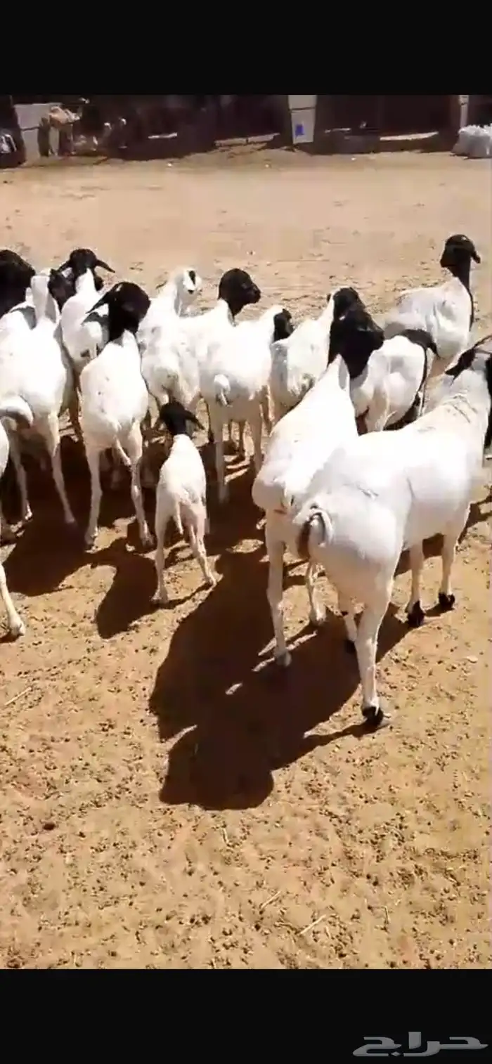 غنم برابر 4
