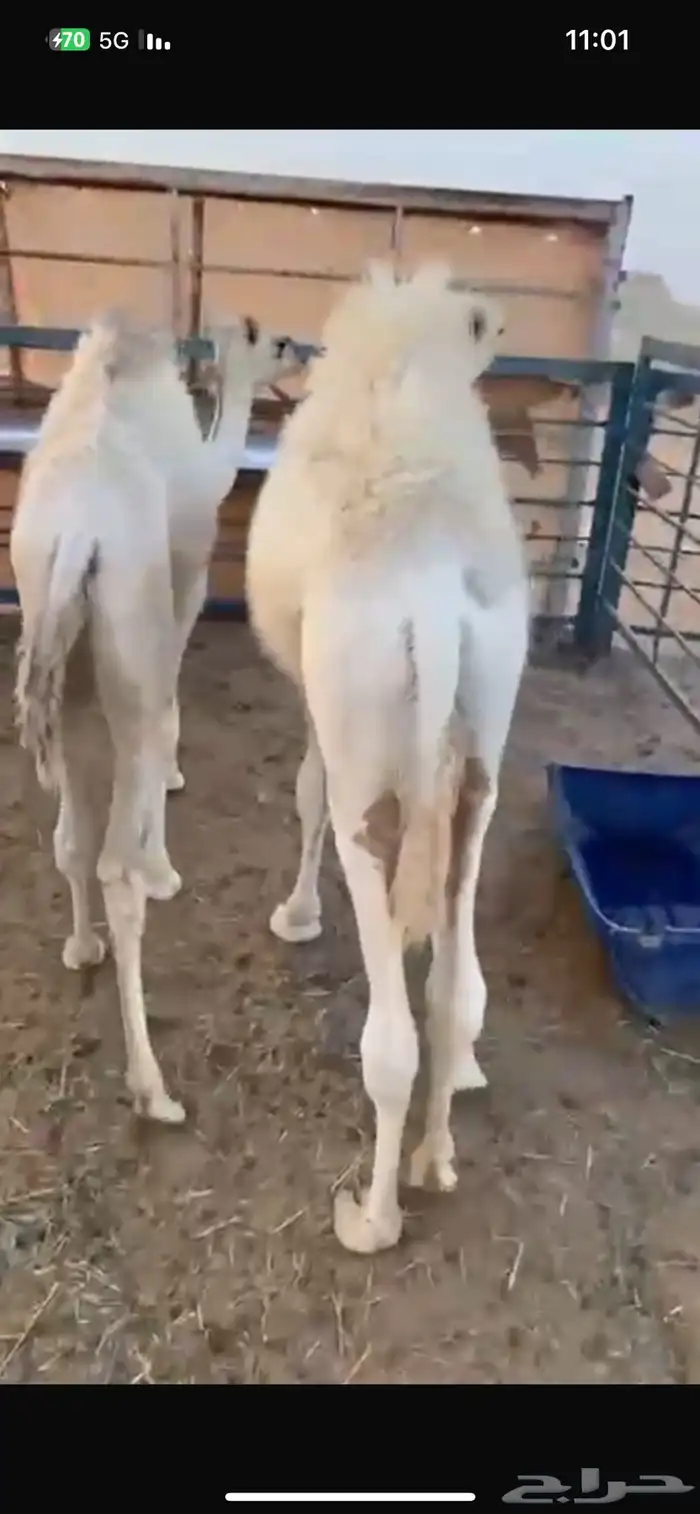 قعود وبكره تحت اماتها لبانيه وعلفها برسيم عمارها 5 شهور 6