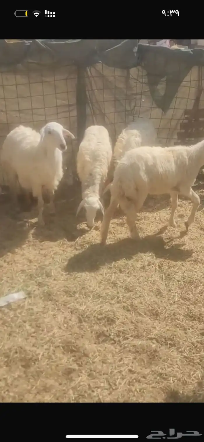 طليان ورخال فل شحم تابي وتمارا 3