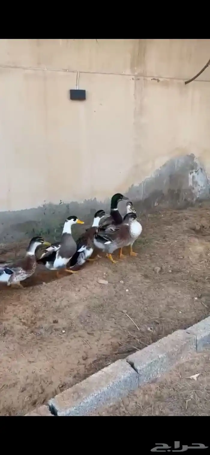 بط للبيع 1