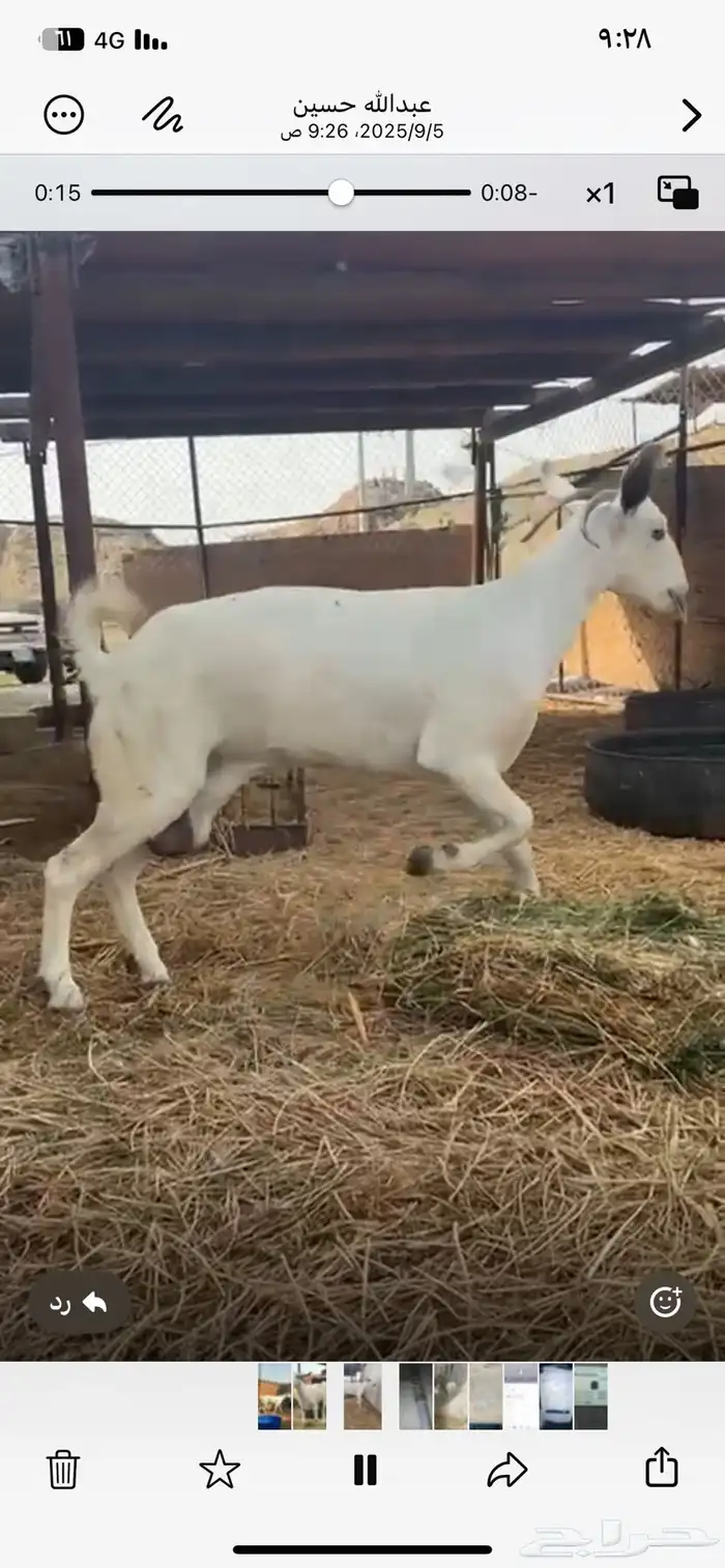 معزا بيشبه سنه سديس 0