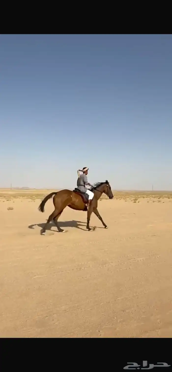 فرس سبوق 1