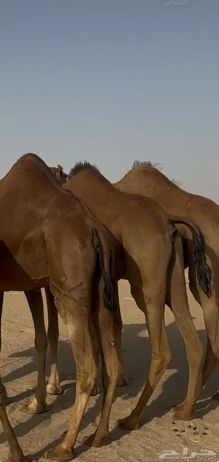 ثلاث ابل سواحل لقحات للبيع 1