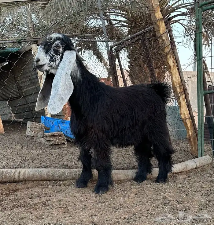 تيس عارضي طيب 0