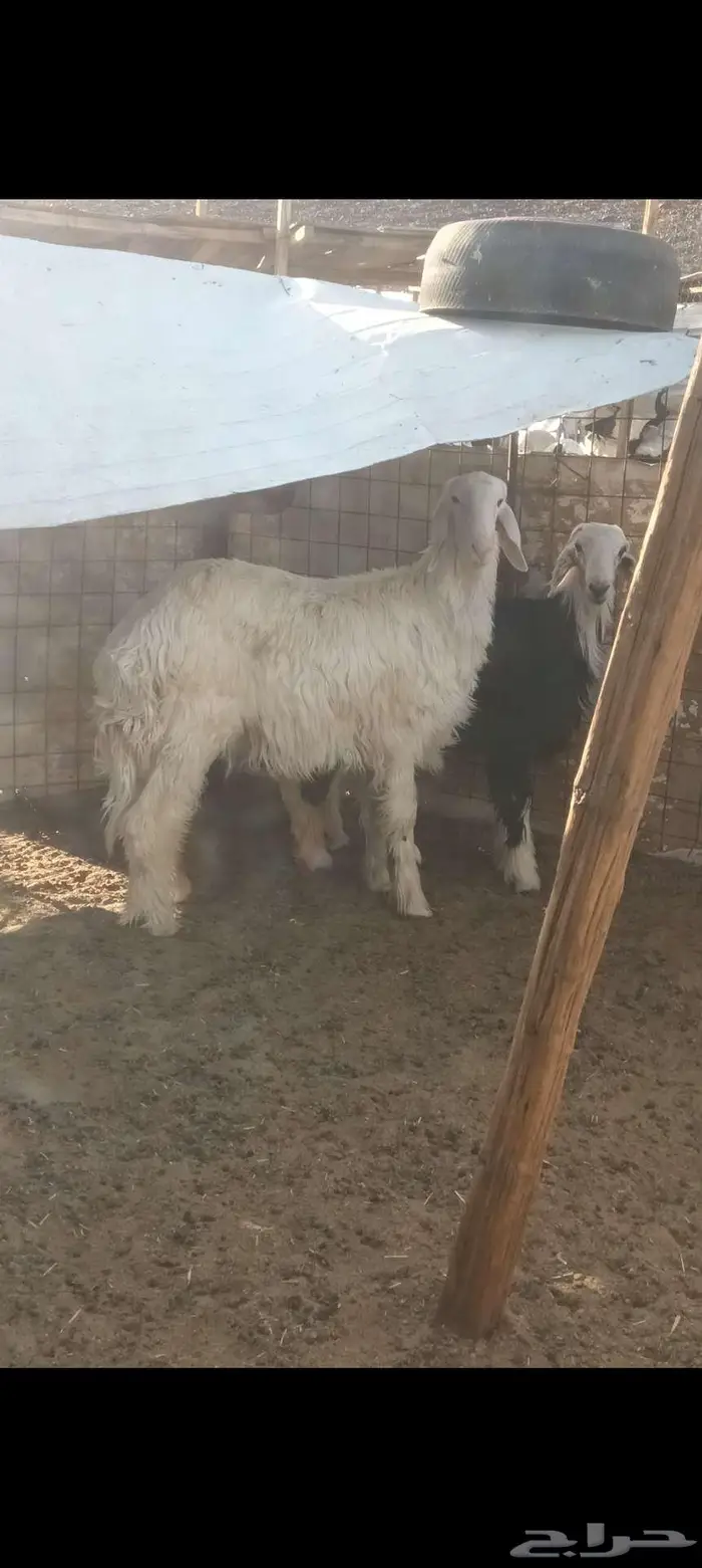 طليان نجد 0