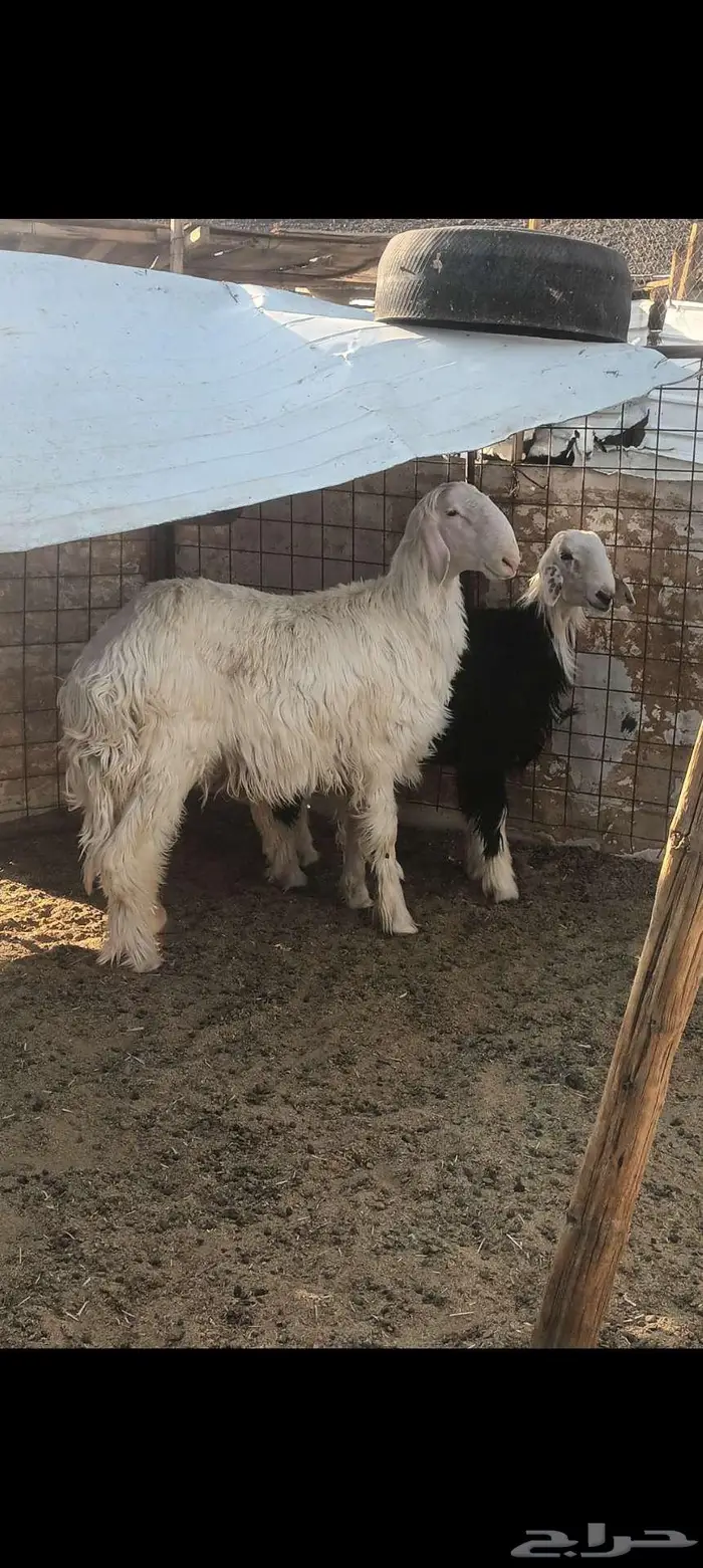 طليان نجد 1