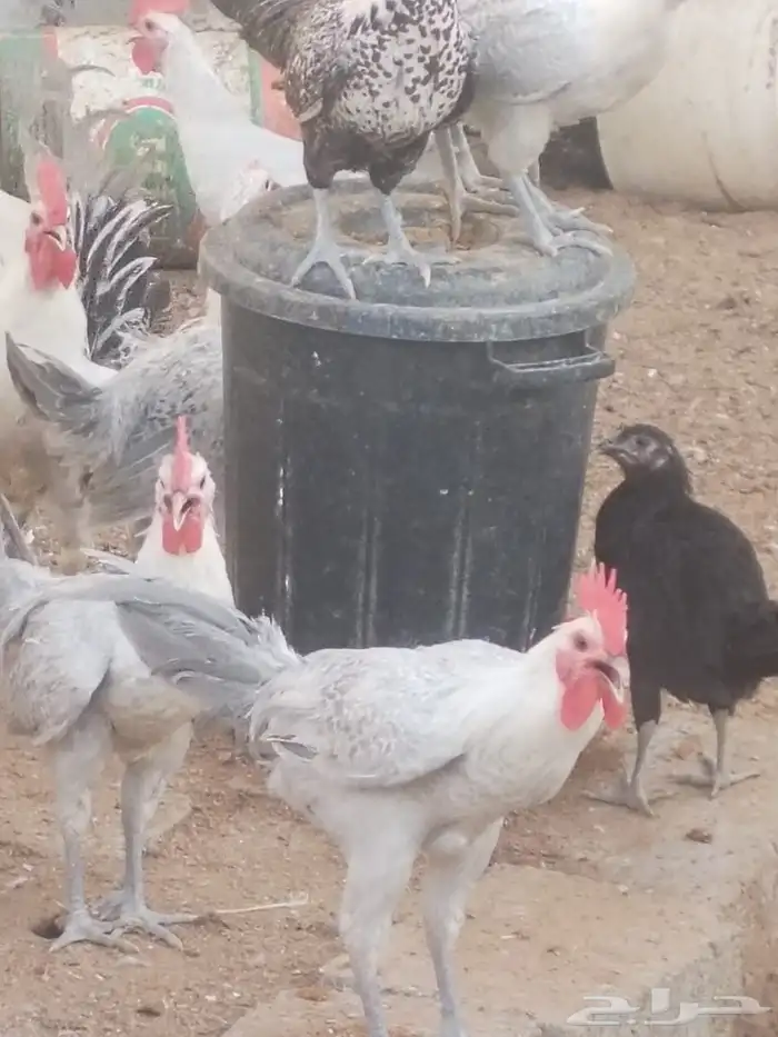 ديك فيومي 3