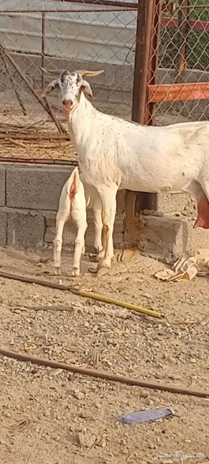 شاه صنف لأهل الصنف 0