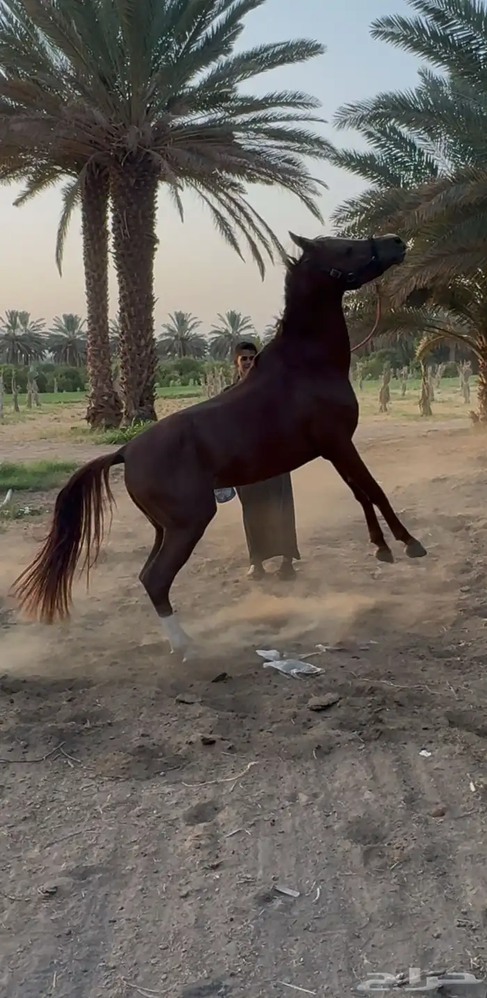 حصان واهو 2
