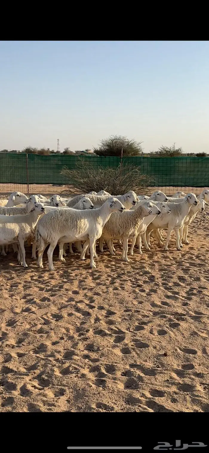غنم مراح وسم واحد للبيع 2