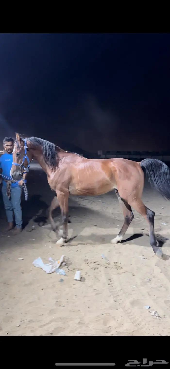 حصان شعبي 0