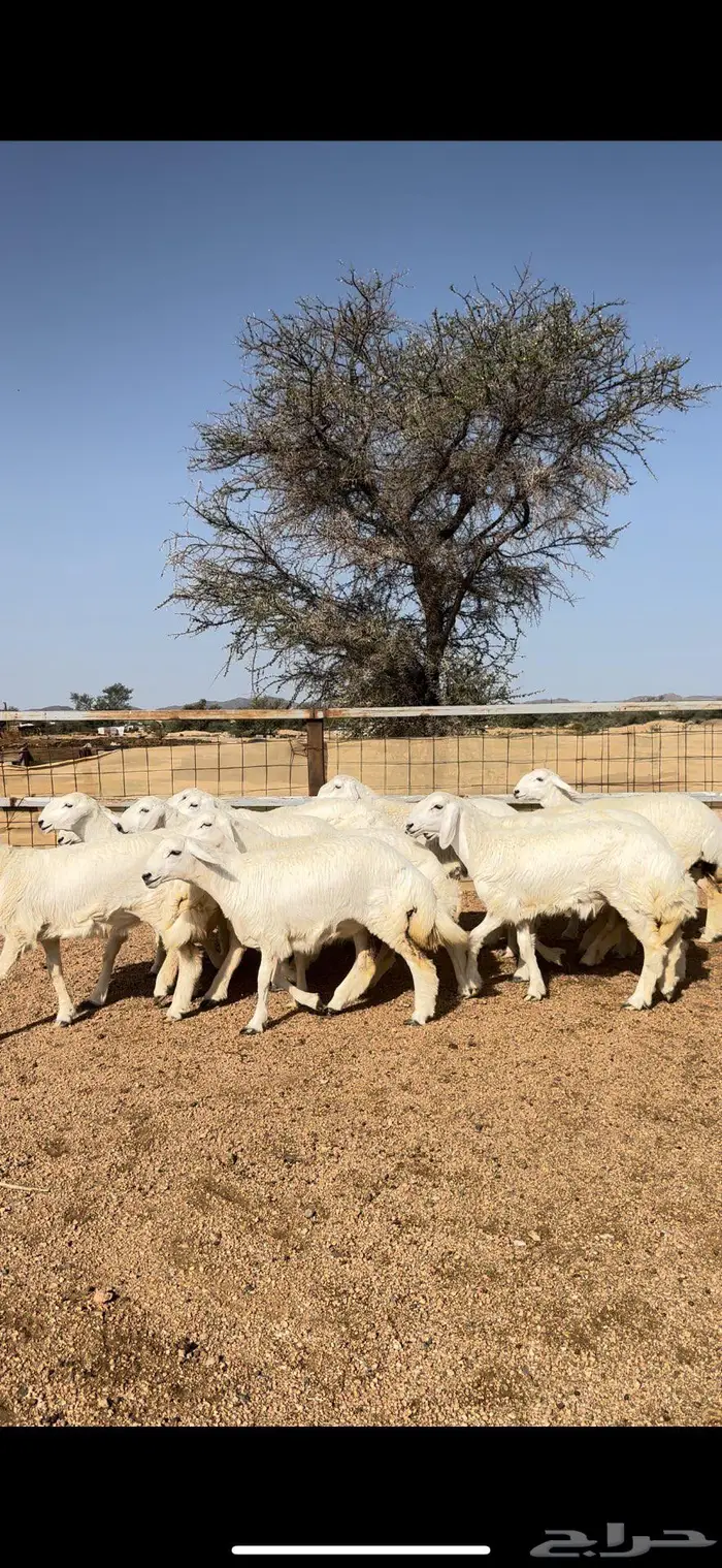 رخال صنف الصنف 4