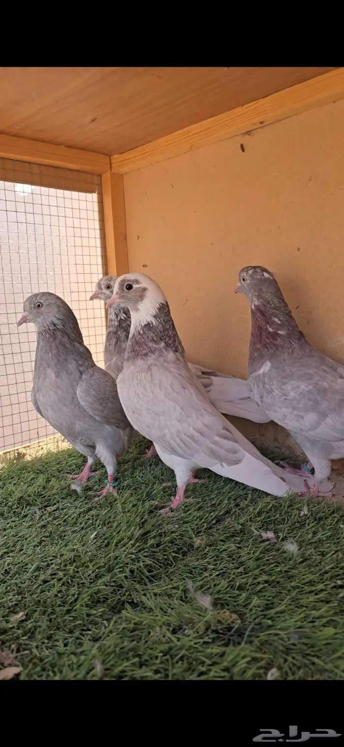 قطايف حرق مميزه ومطيره ومفحوصه اجذاعات 0