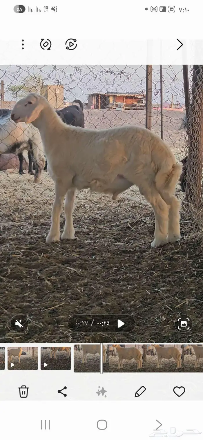 مشروع فحل 3