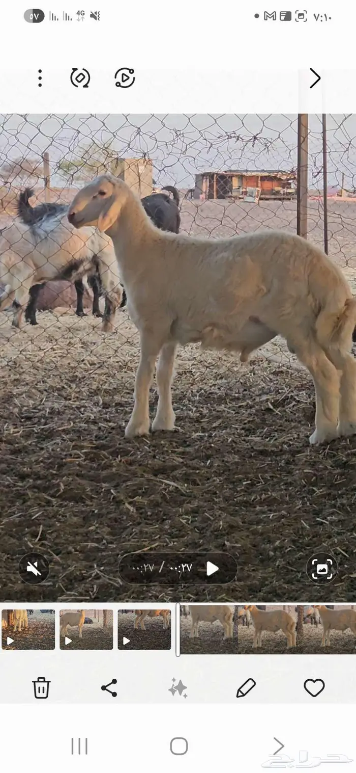 مشروع فحل 2