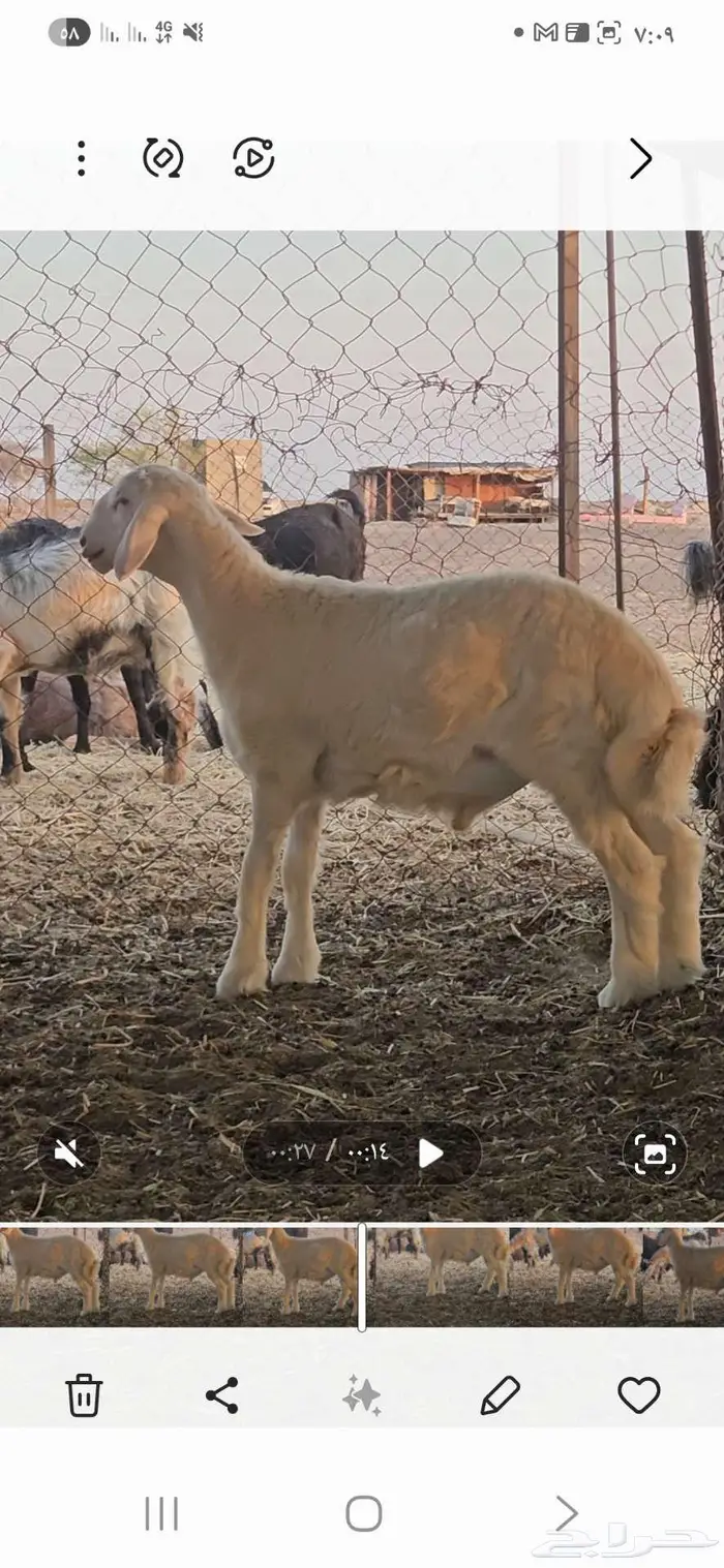 مشروع فحل 4