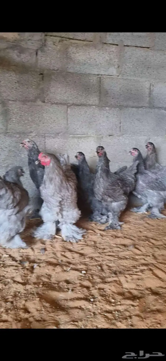 دجاج براهما كولومبي وبلو واسود 7