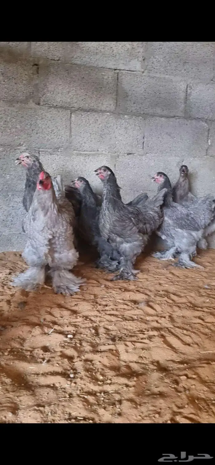 دجاج براهما كولومبي وبلو واسود 8