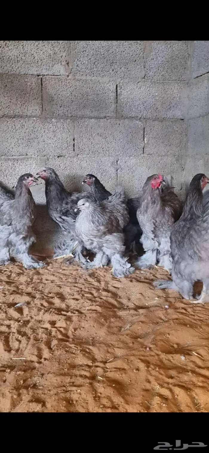 دجاج براهما كولومبي وبلو واسود 6